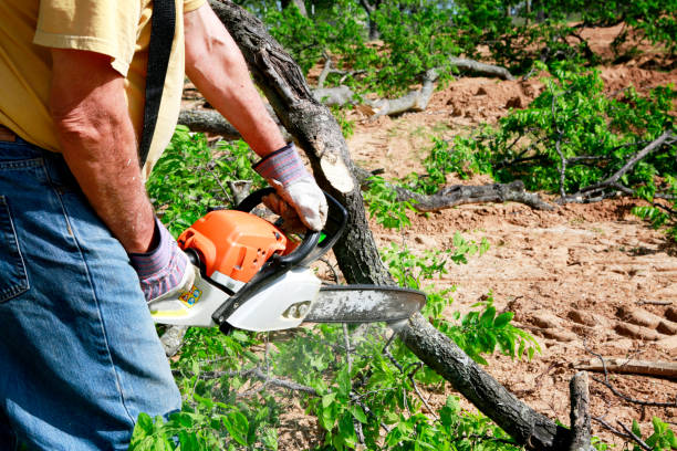 Best Tree Branch Trimming  in USA